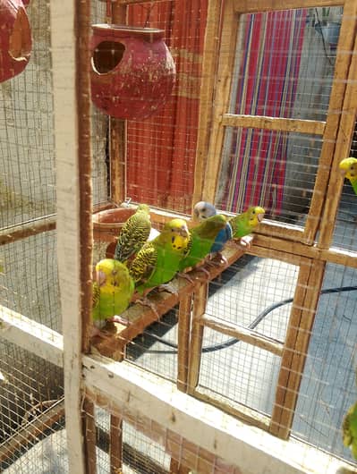 Bird sale