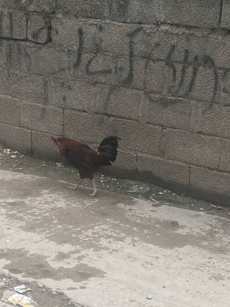 Murga 1