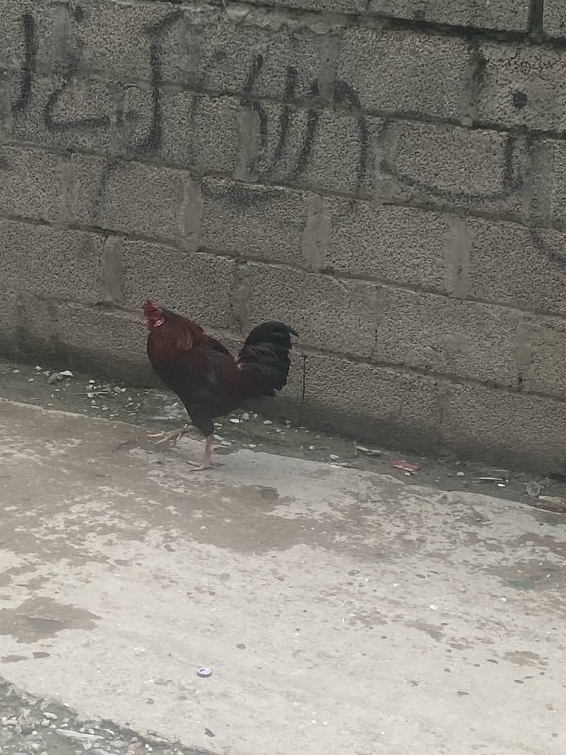 Murga 2