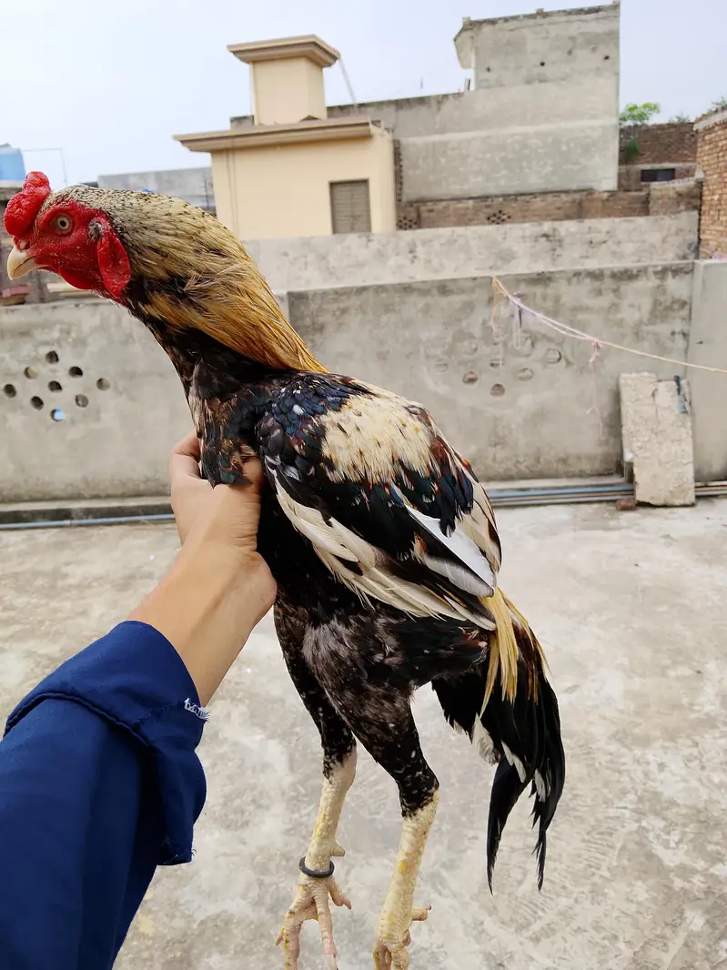 Pure mianwali aseel — photo 2