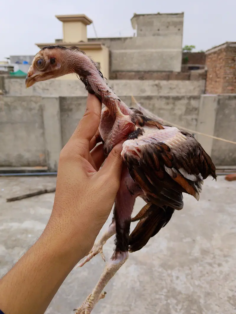 Pure mianwali aseel — photo 9
