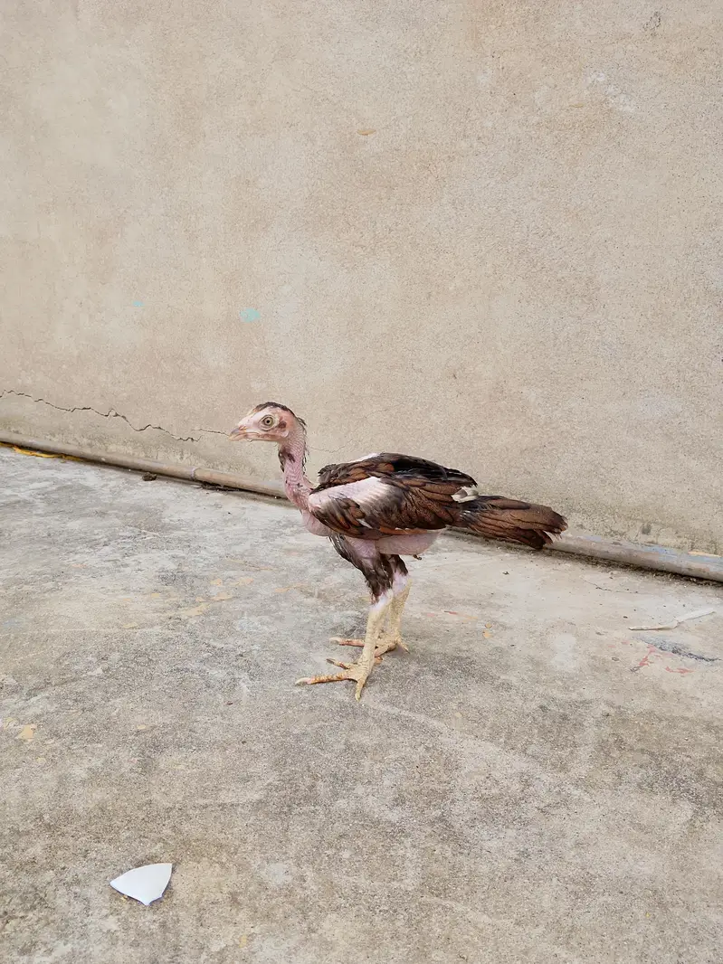 Pure mianwali aseel — photo 11