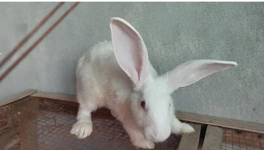 newzealand white big size adult rabbit age 2.5months