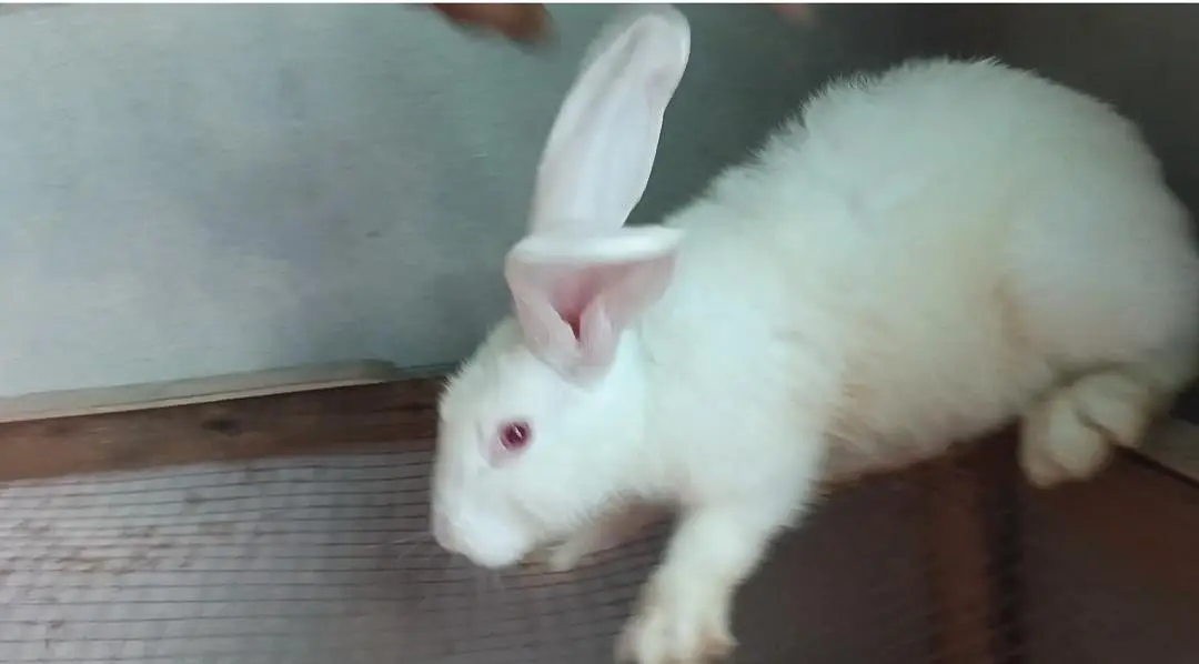 newzealand white big size adult rabbit age 2.5months — photo 2