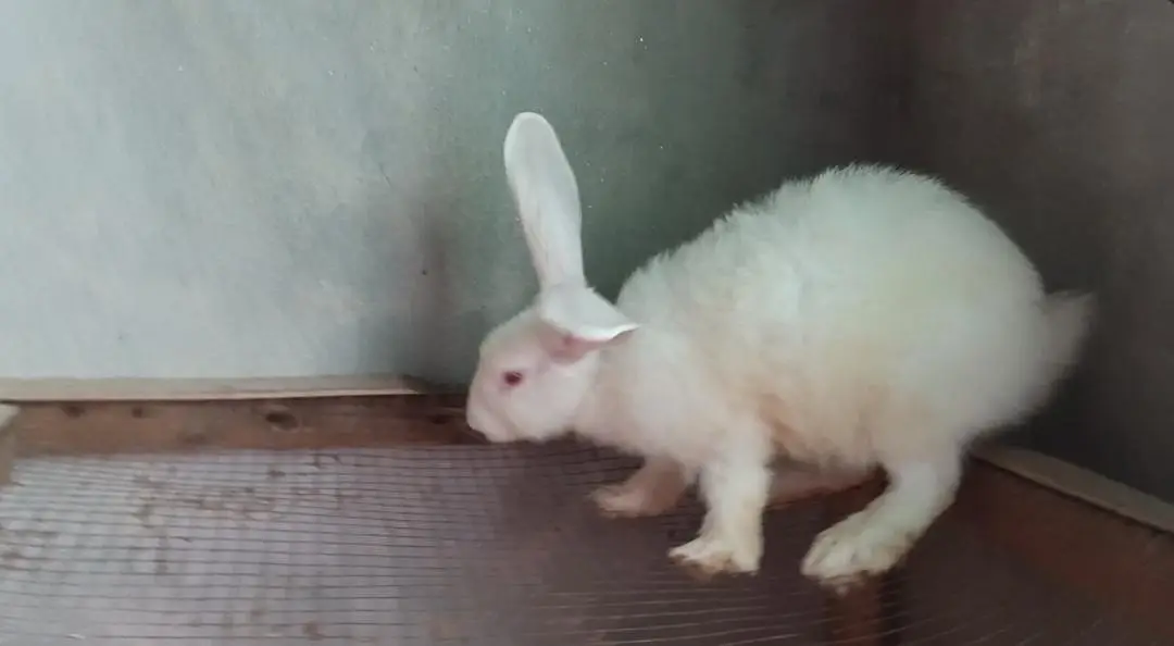 newzealand white big size adult rabbit age 2.5months — photo 3