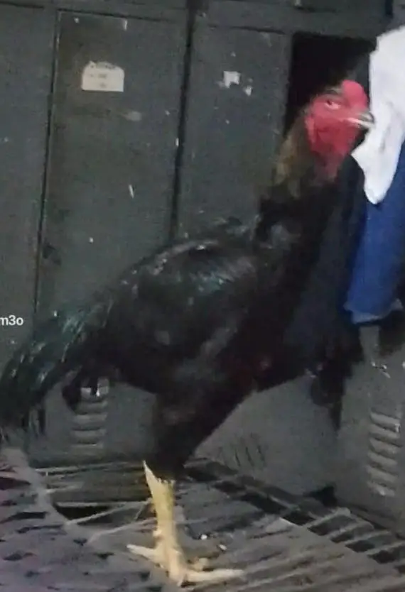 shamoo black — photo 2