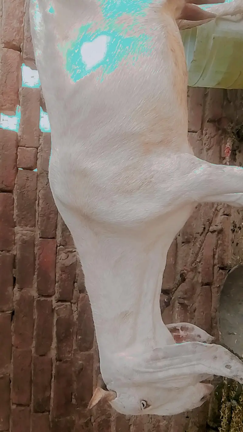urgant for sale goat — photo 2