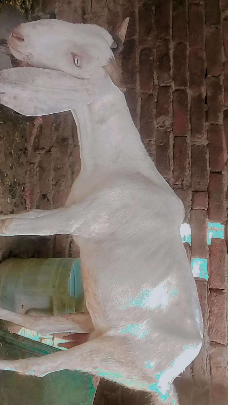 urgant for sale goat — photo 3