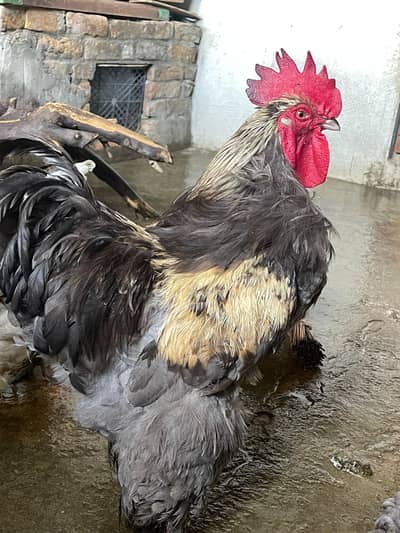 Blue Buff brahma