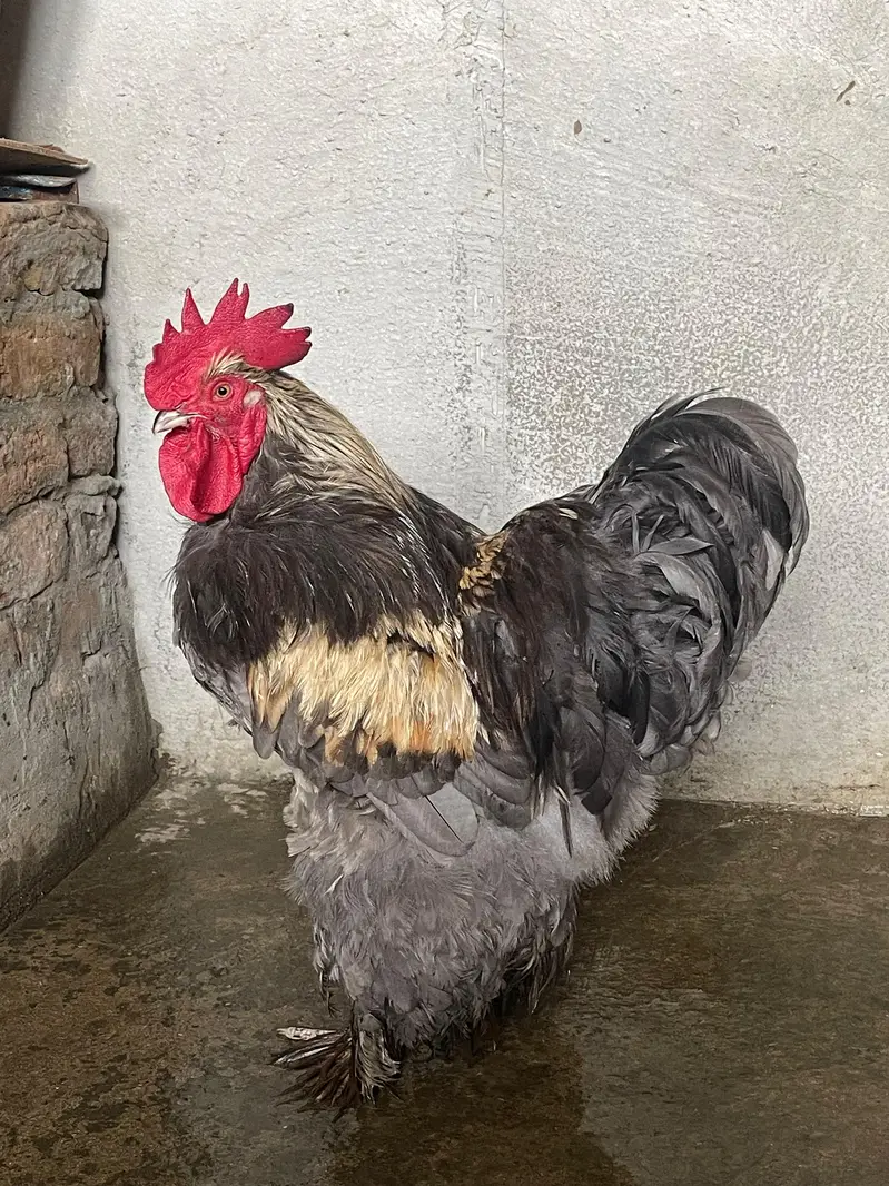 Blue Buff brahma — photo 2