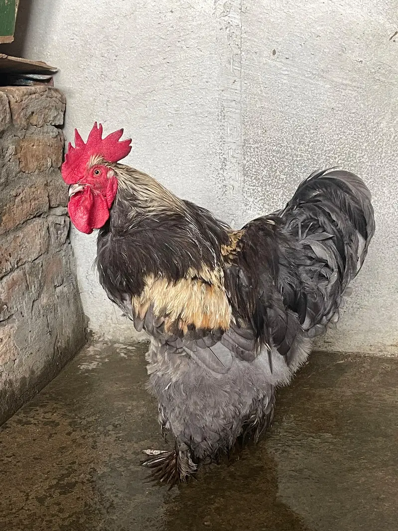 Blue Buff brahma — photo 3