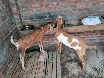 2 desi goat