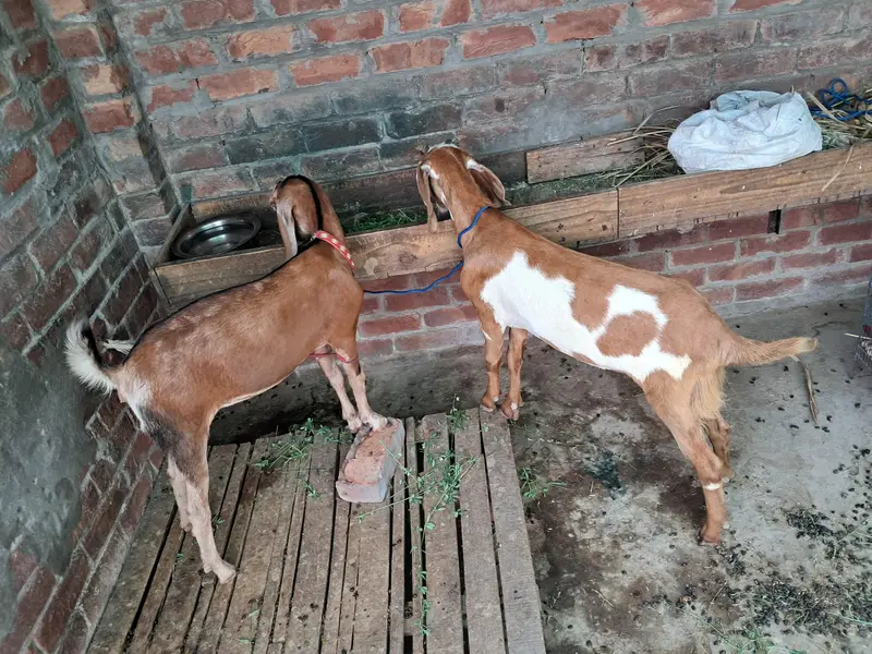 2 desi goat — photo 2