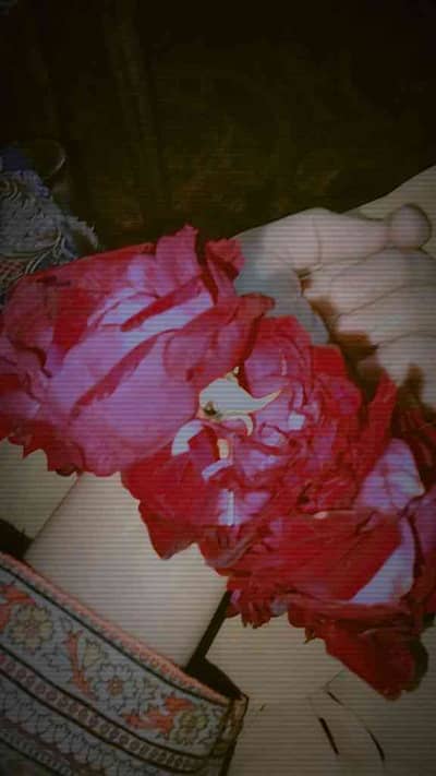 pakeezajani2 