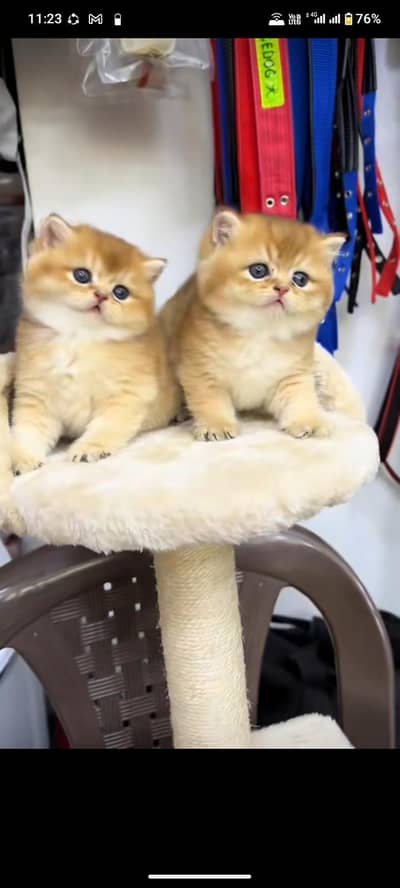 Cats | Persian | kittens |  Blue Eyes| 3 kot | O34O48 26 941| WA^⁠_⁠^