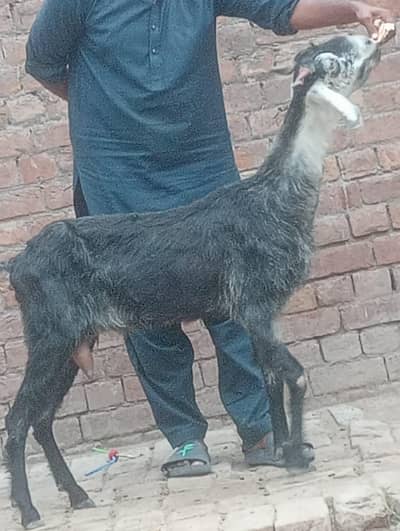 Desi Gabn path sale