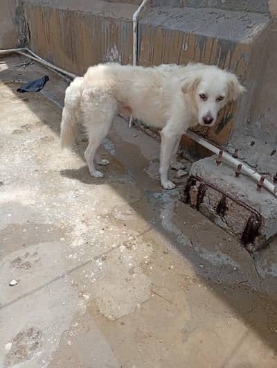 dog lovers only contect me