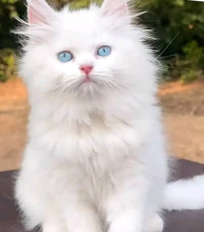 Cats | Persian | kittens |  Blue Eyes | O348O163O63 щatsapWA:⁠^⁠)