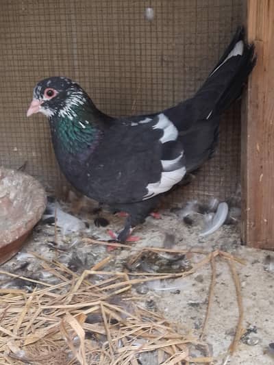 Black mainadag male