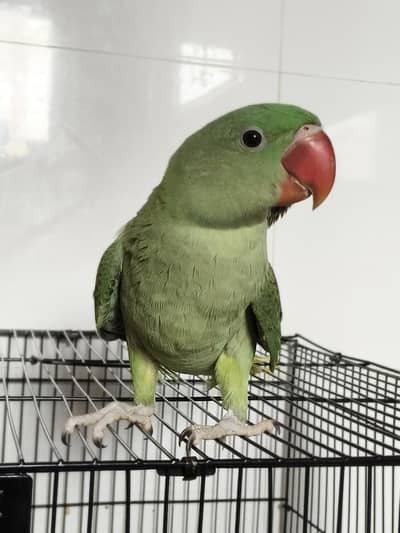 Raw parrot kashmiri male active tame zero bite