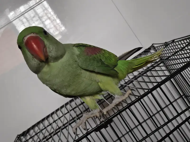 Raw parrot kashmiri male active tame zero bite — photo 2
