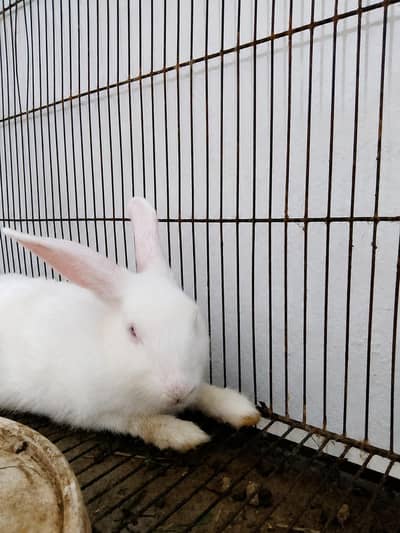 beautiful red eyed rabbit
