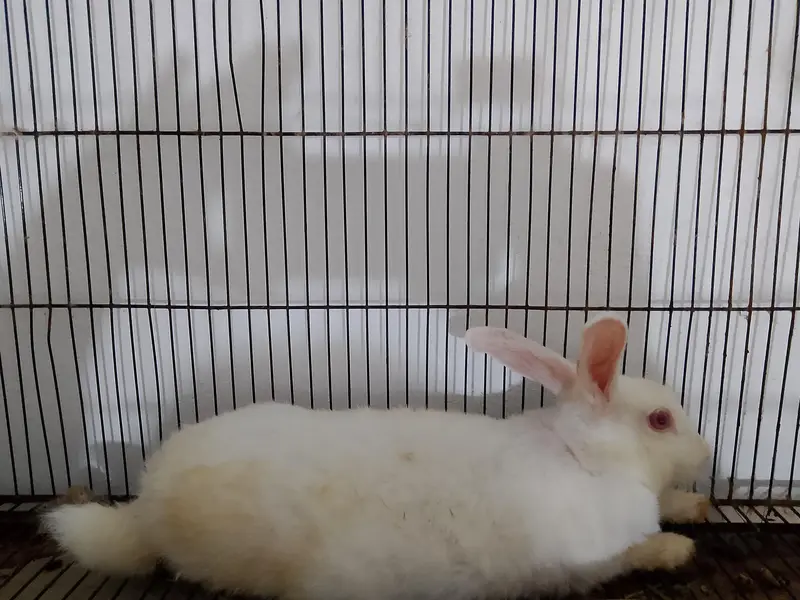beautiful red eyed rabbit — photo 2