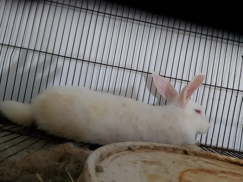 beautiful red eyed rabbit — photo 3