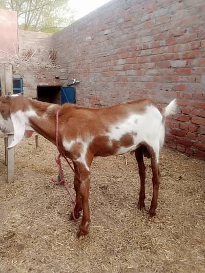 desi male bakra