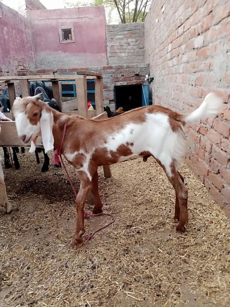 desi male bakra — photo 2