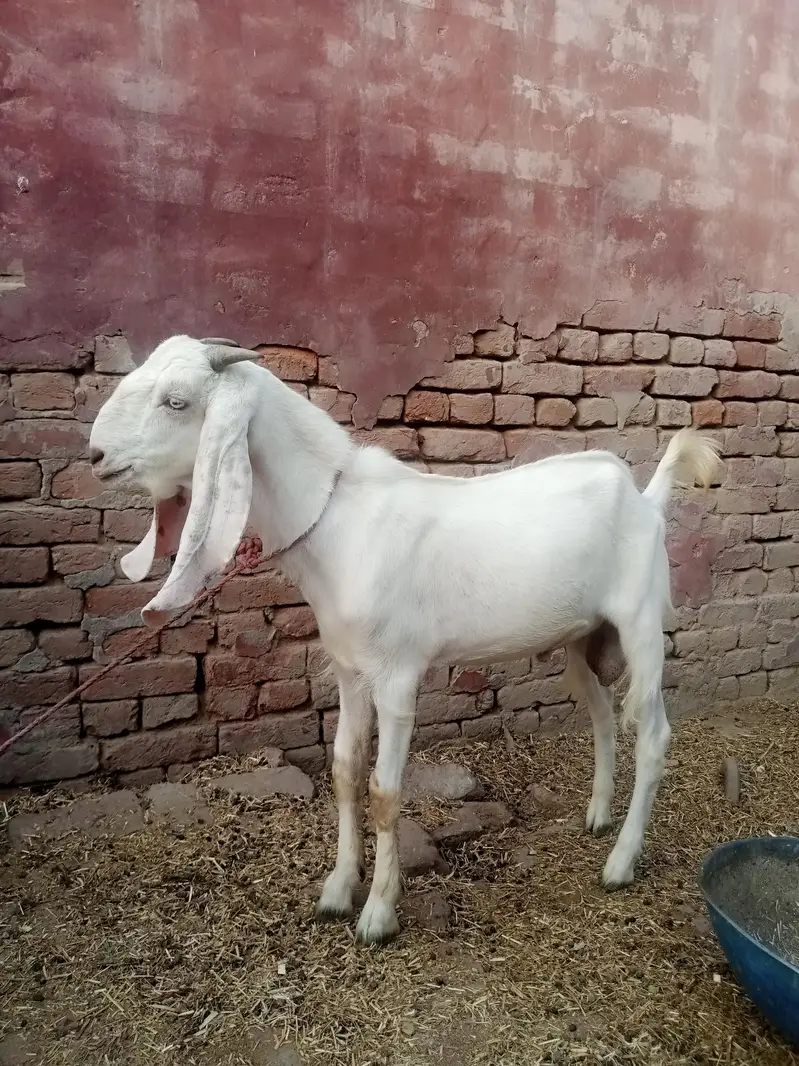 desi male bakra — photo 3