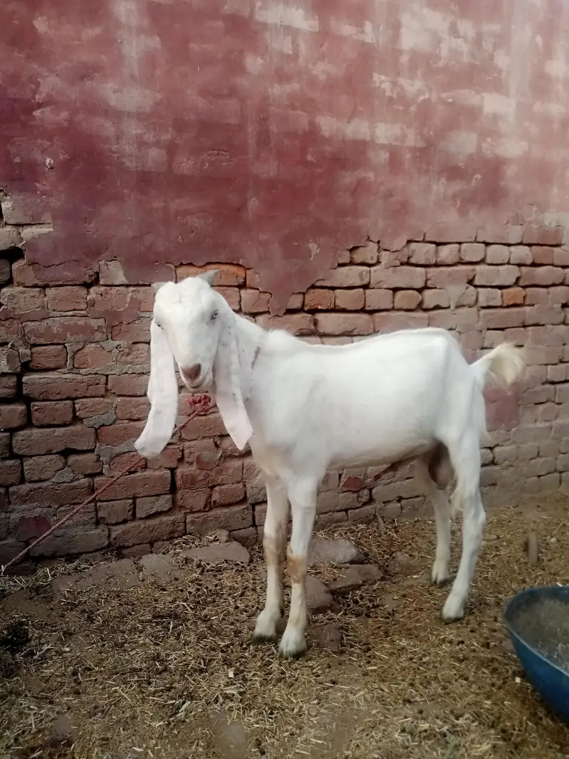 desi male bakra — photo 4