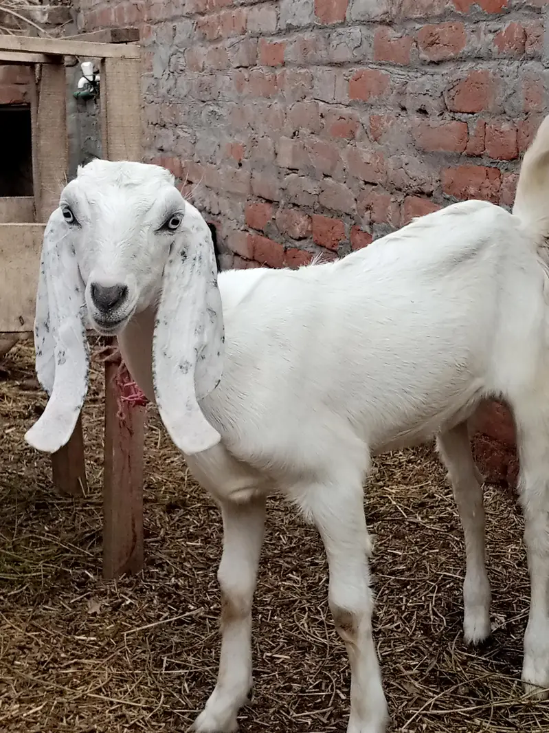 desi male bakra — photo 5