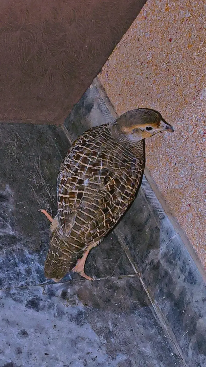 king size dekhni teetar — photo 2