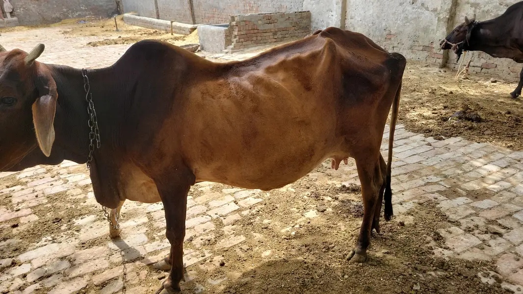 sahiwali nasal — photo 3