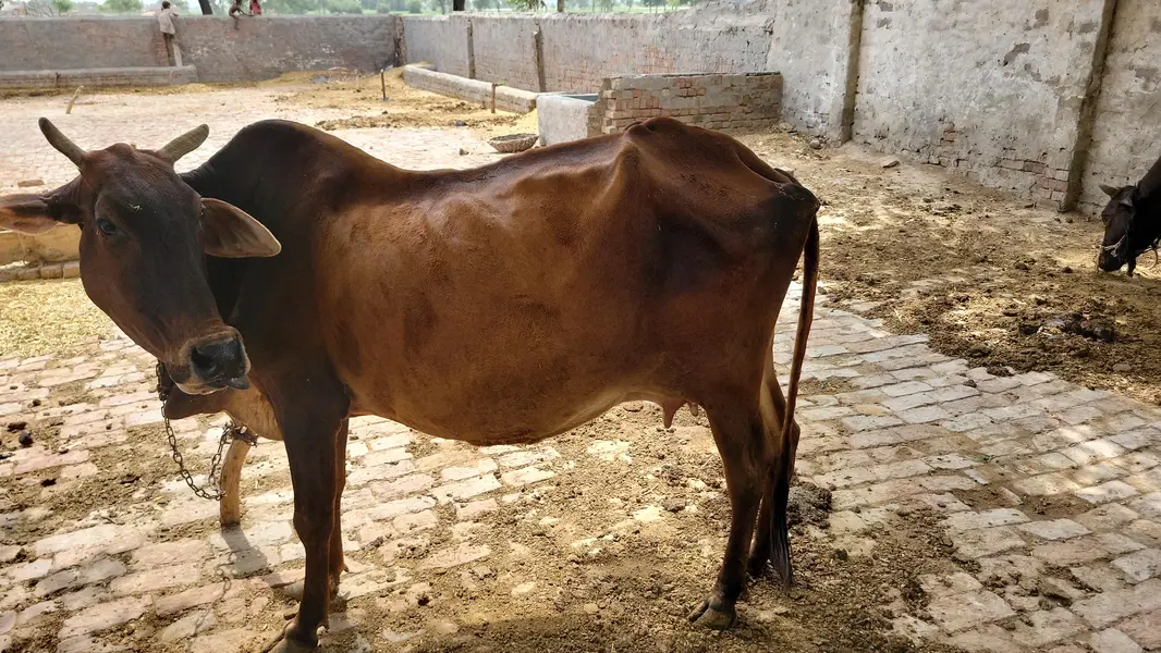 sahiwali nasal — photo 4