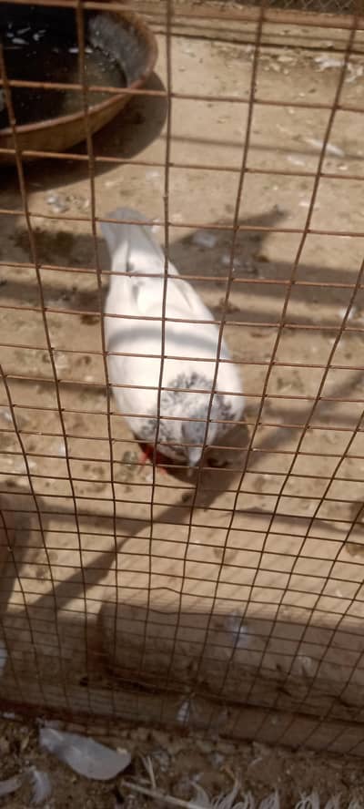 sialkoti breed