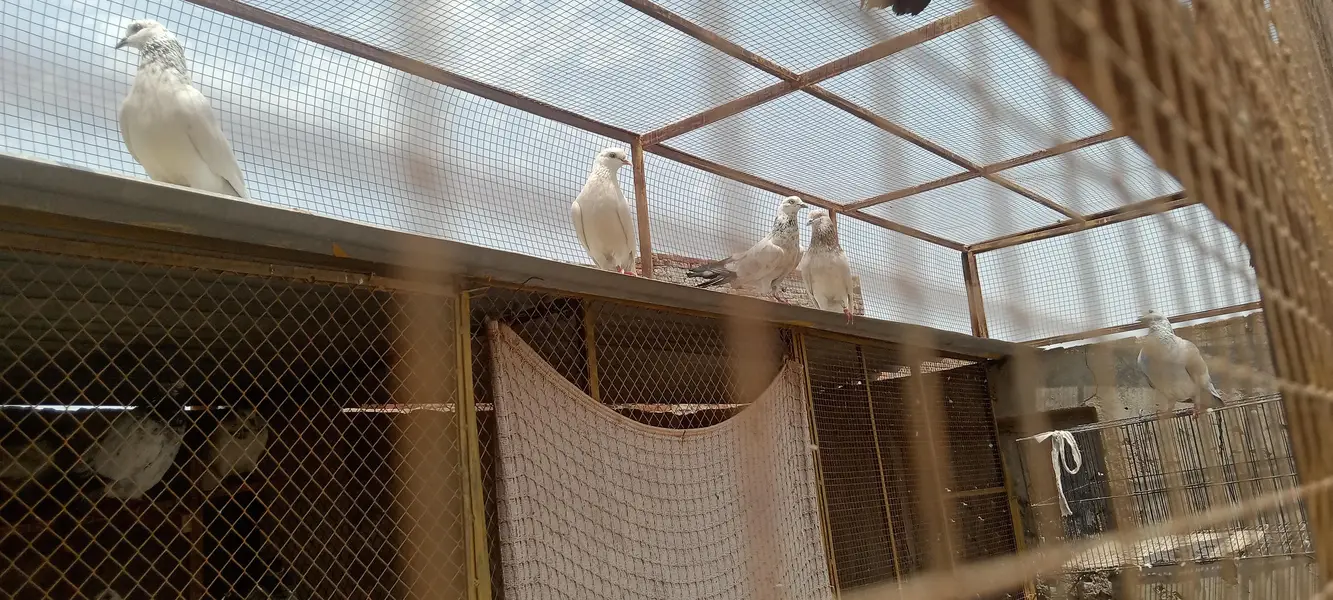 sialkoti breed — photo 2
