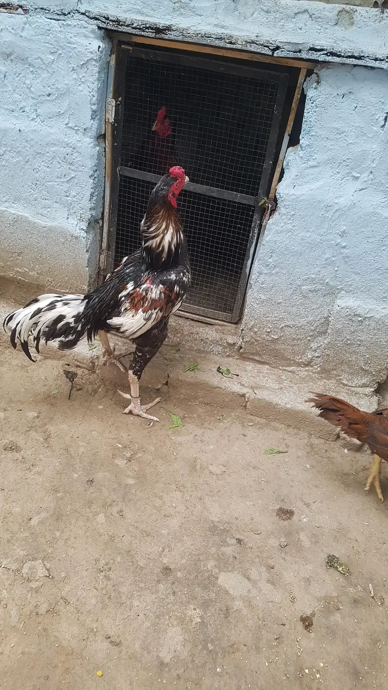 arjant  sale Karna hai 100% pual hai — photo 2