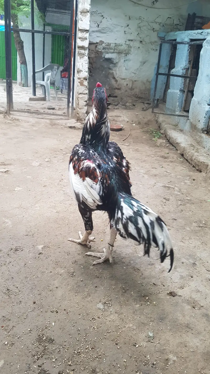 arjant  sale Karna hai 100% pual hai — photo 3