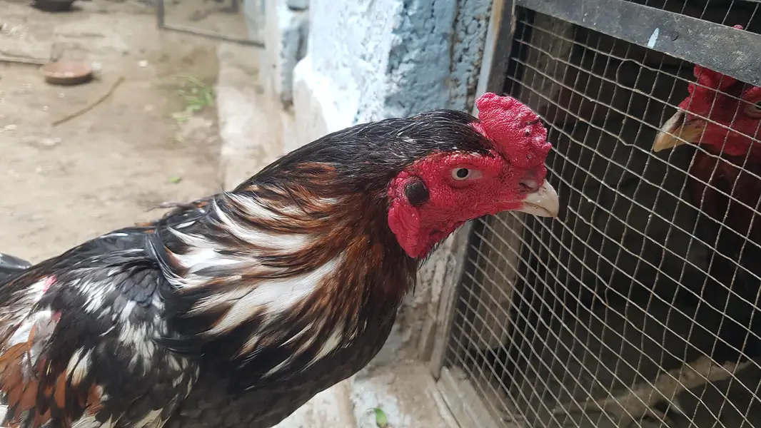 arjant  sale Karna hai 100% pual hai — photo 4