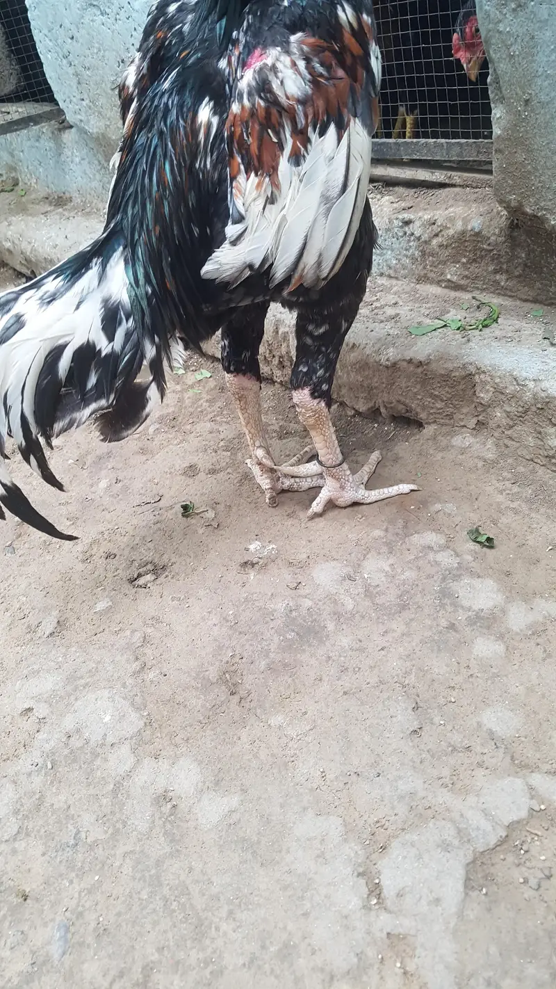 arjant  sale Karna hai 100% pual hai — photo 5
