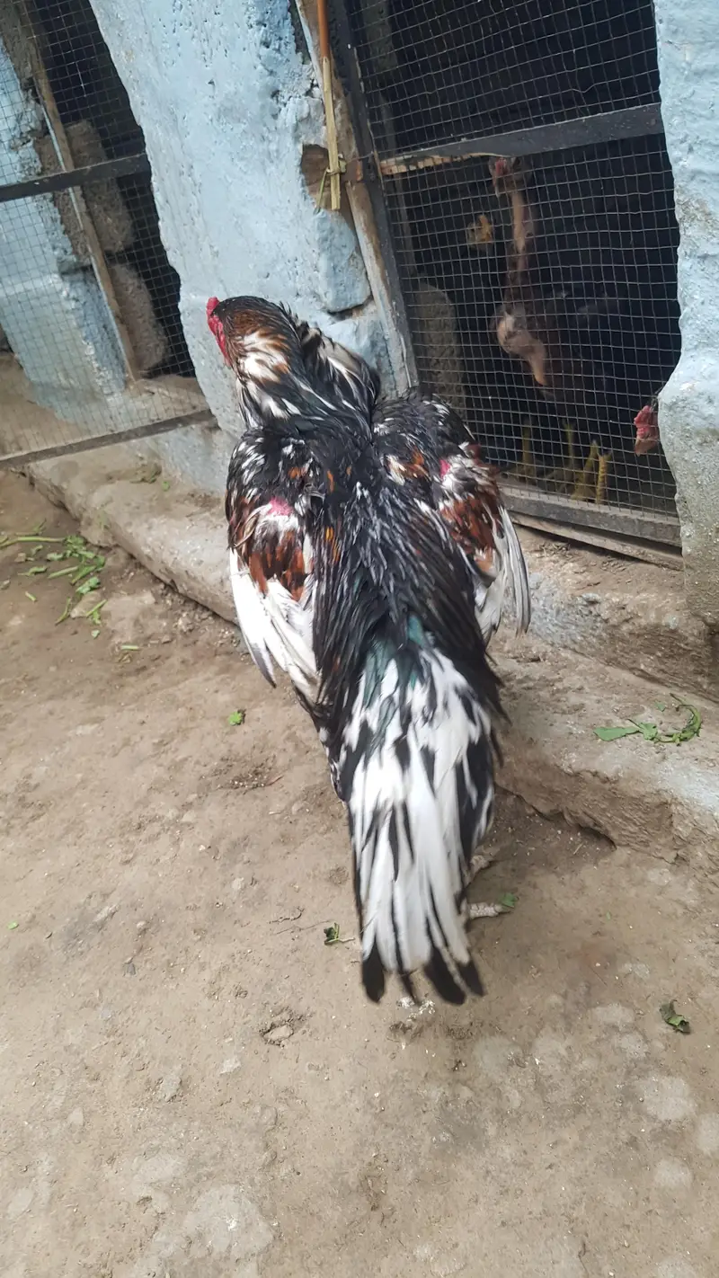 arjant  sale Karna hai 100% pual hai — photo 6