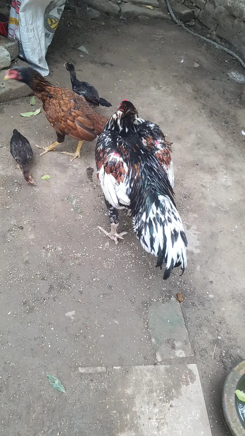 arjant  sale Karna hai 100% pual hai — photo 7
