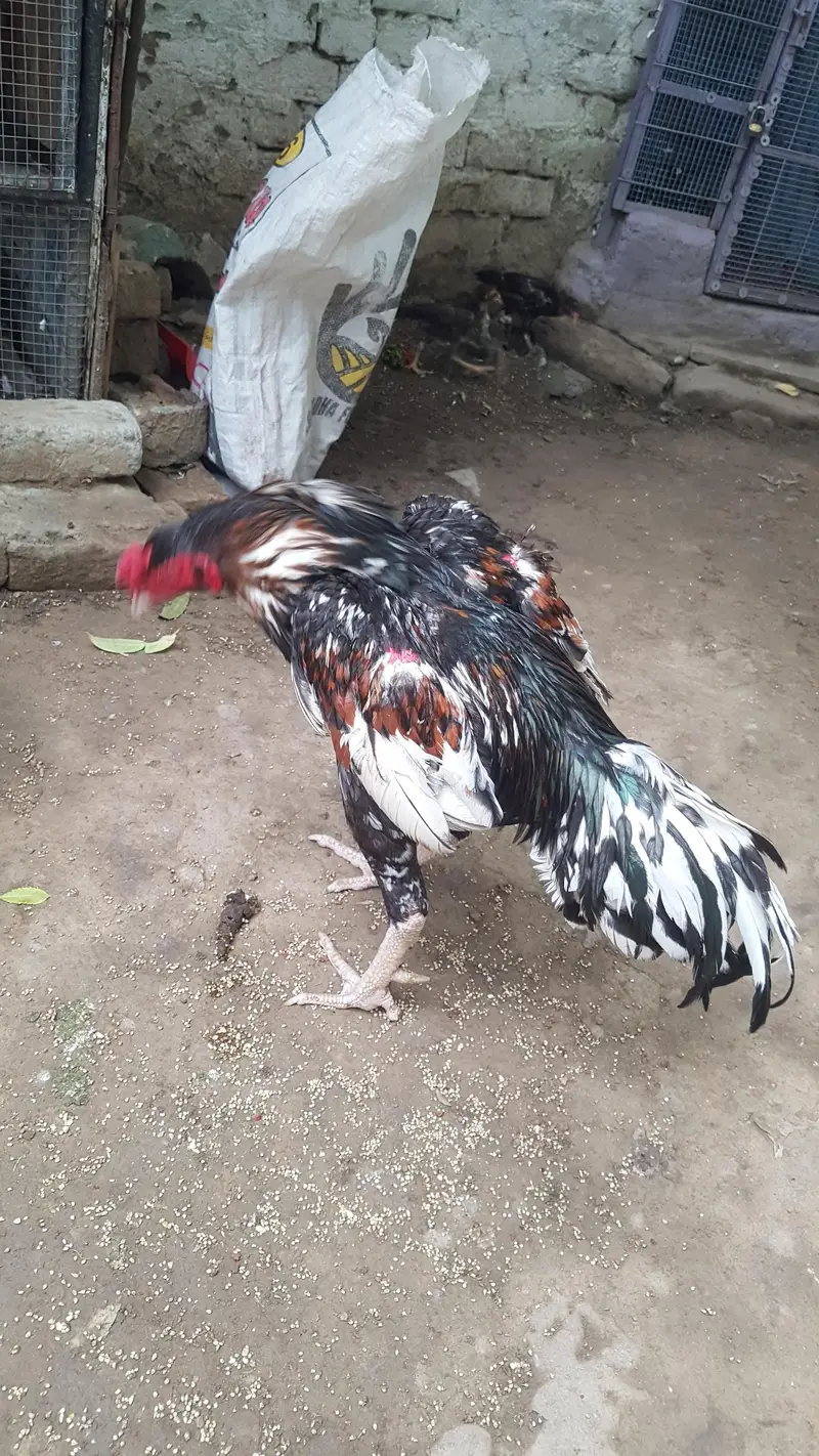 arjant  sale Karna hai 100% pual hai — photo 8