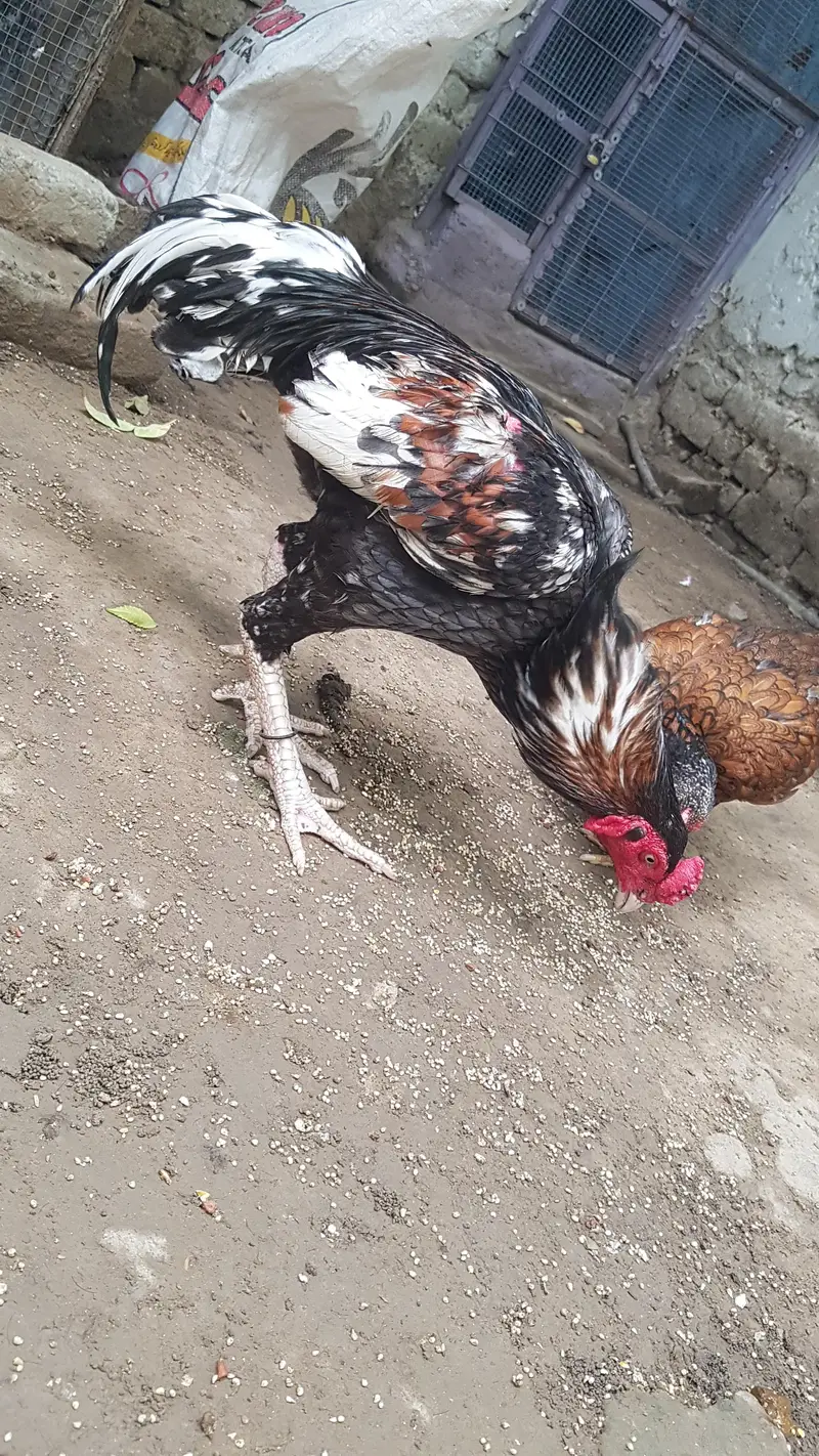 arjant  sale Karna hai 100% pual hai — photo 9