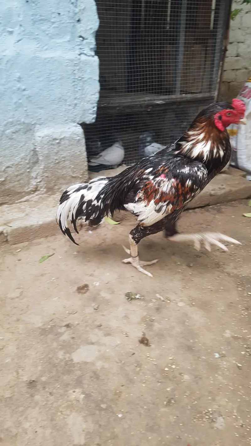 arjant  sale Karna hai 100% pual hai — photo 10