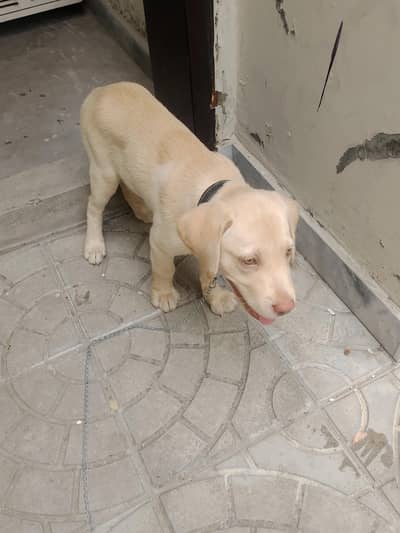 Dog Labra