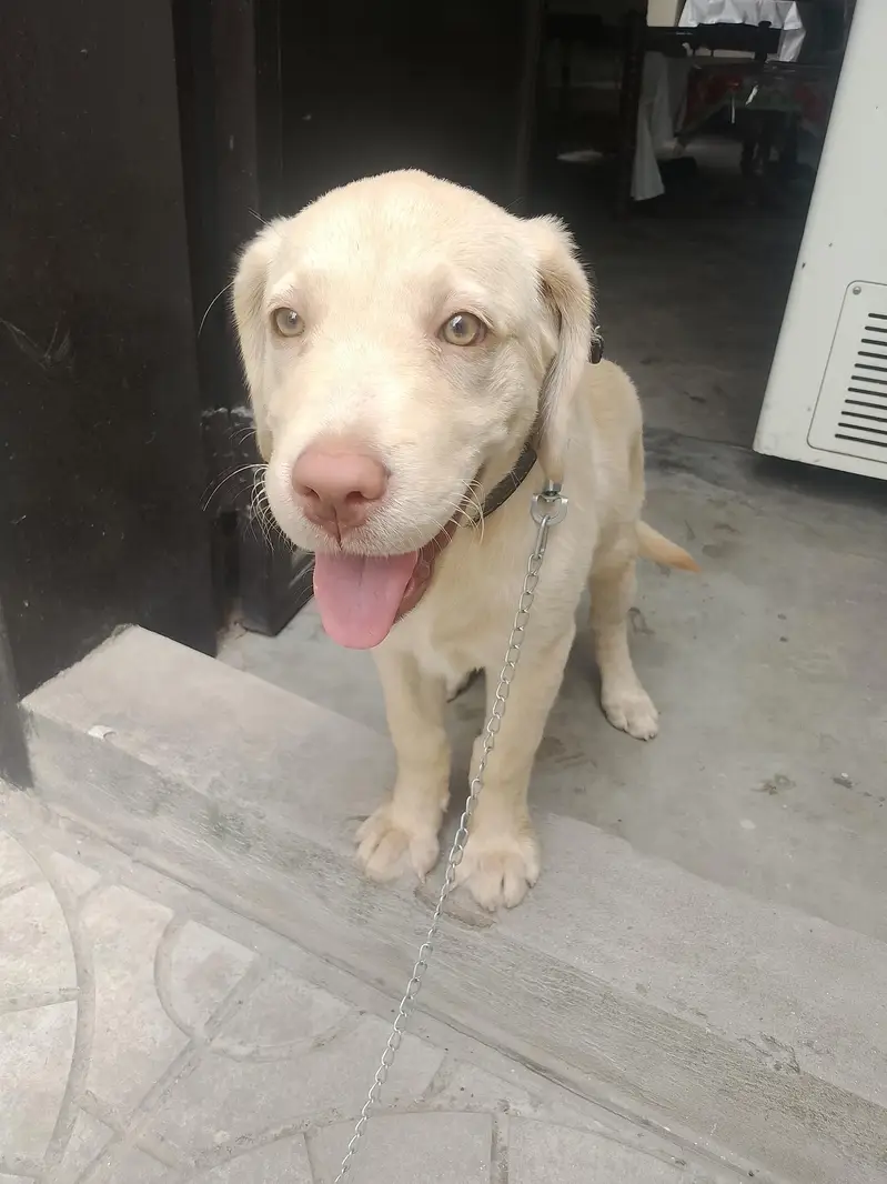 Dog Labra — photo 2