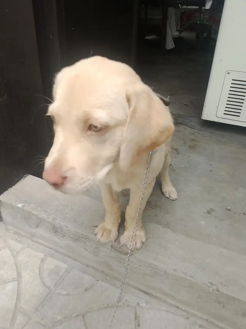 Dog Labra — photo 3
